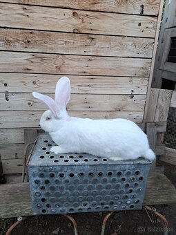 Predaj Belgických obrov - 3