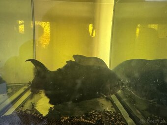 Pirana bylinozrava - 3