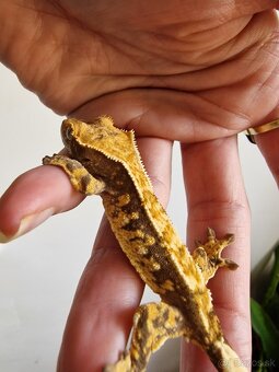 Rhacodactylus cilliatus - 3