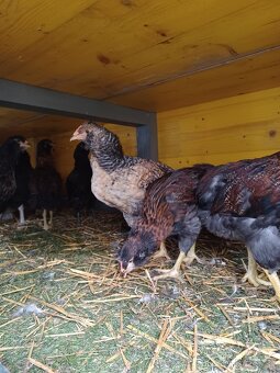 Araucana - 3