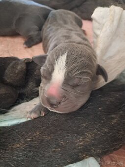Cane Corso - 3