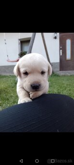 Šteniatka Labradora - 3