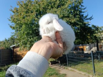Minilop samička na rezervaciu - 3