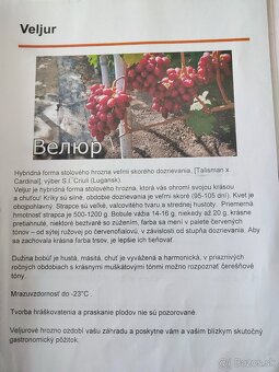 Predám sadenice viniča - 3