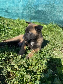 Belgický ovčiak malinois - 3