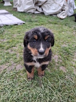 Bernský salašnícky pes- Šteniatka - 3