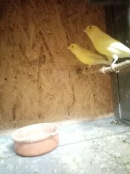 Kanariky na chov - 3