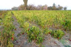Čerstvá mletá červená paprika z Južného Maďarska - 3