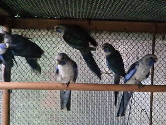 Predám Rozela penant modra. - 3