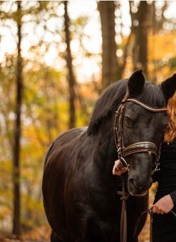 Predam pony valacha - 3