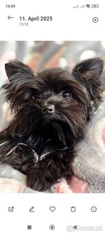 Black Yorkshire terrier - 3