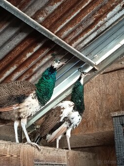 Predám pávy korunkaté - 3