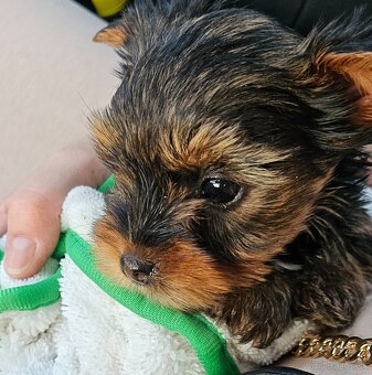 Yorkshirsky terier mini - 3