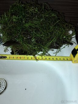 Koreň s machom do akvária - 3