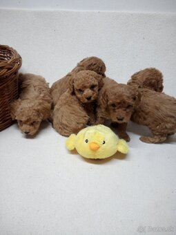 Pudel šteniatka - 3