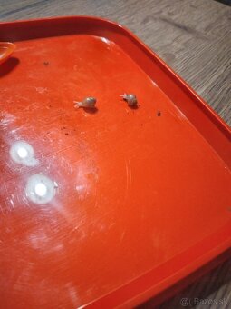 Africký slimák, africke slimaky - 3