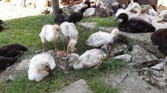 Indicky bežec, Indicke bežce - 3