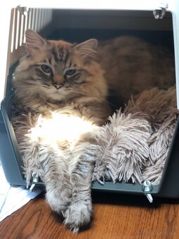 Kocúrik Ragdoll na krytie - 3