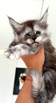 Mainska myvalia Maine Coon Gaya - 3