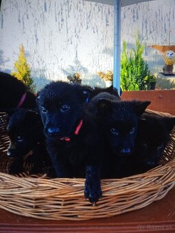 Nemecký ovčiak - 3