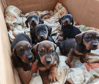 jazvečík krátkosrstý - 3