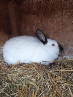 Kalifornsky kralik - 3