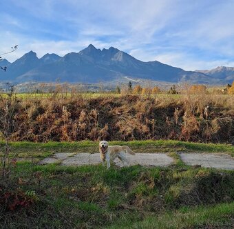 Krytie- Zlatý retriever - 3