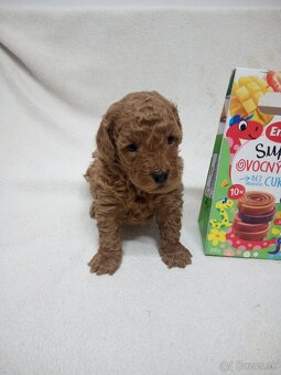 Pudel trpasličí - 3