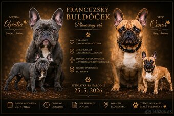 Francúzsky buldoček - 3