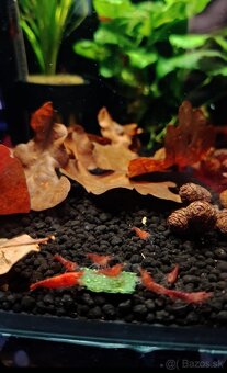 🦐Domace krmivo pre akvaristicke krevety 🦐 - 3