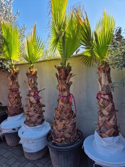 Predám palmy Washingtonia robusta - 3