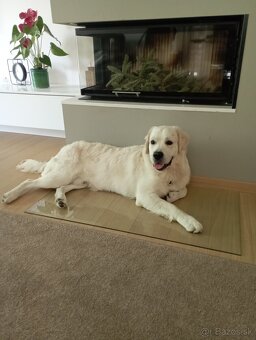 Zlatý retriever - 3