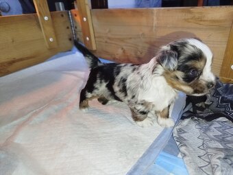 Yorkshire biewer blue merke - 3