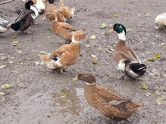 Kacice mlade farebne - 3