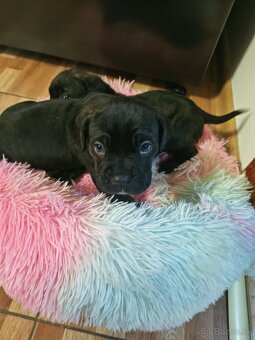 Cane Corso Šteniatka - 3