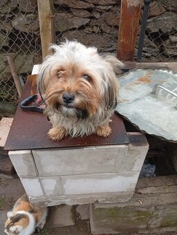 Predám fenku malého zrastu - 3