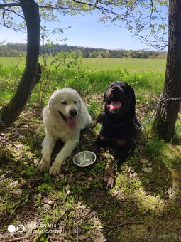 Krytie slovenský čuvač - 3