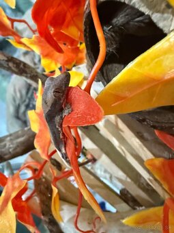 pagekon riasnaty - 3