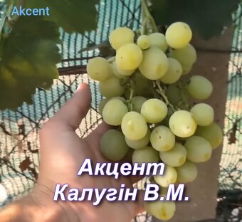 Predám sadenice viniča - 3