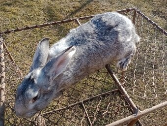 Predám králiky Šarišský obrovity - 3