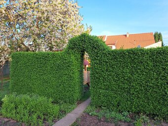 Vtáči zob sadenice - 3