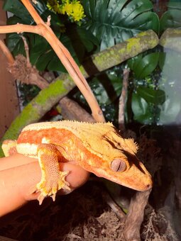 Terárium + Pagekon - 3