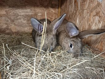 králiky, zajace - 3