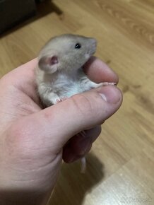 Dumbo potkanik - 3