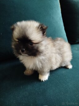 Pomeranian +nemecký špic - 3