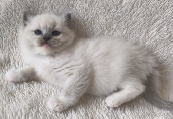 Ragdoll s pp - 3