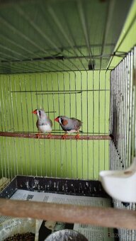 Predám zebričky - 3