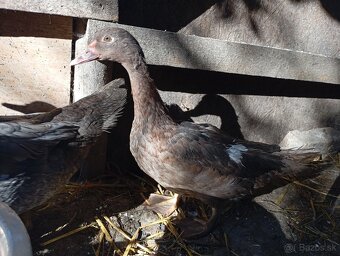 Pižmove kacice a kačery - 3