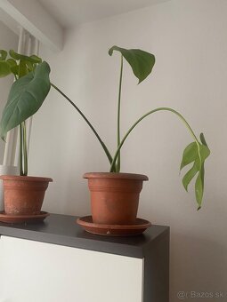 Mlade monstery kto má záujem? - 3