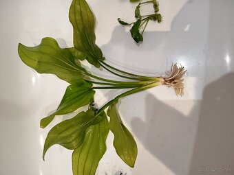 Rastliny do akvária - 3